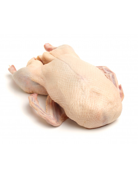 Frozen goose in vacuum